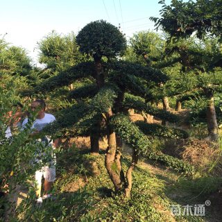 30公分造型榆树