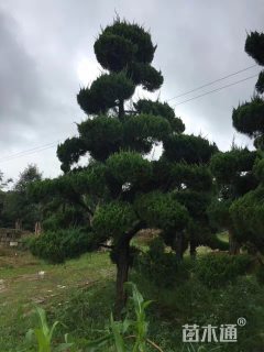 造型龙柏
