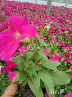 高度15厘米矮牵牛