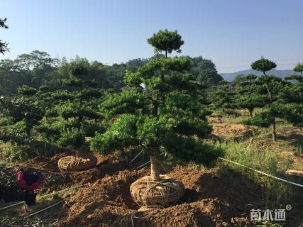 造型罗汉松