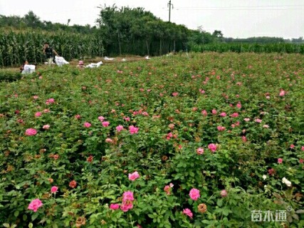 高度50厘米玫瑰