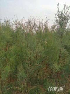 高度50厘米柽柳