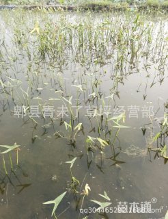 慈姑