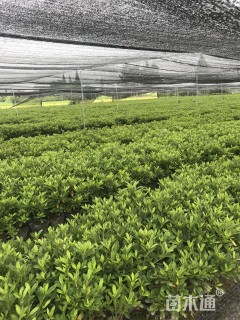 高度25厘米毛鹃