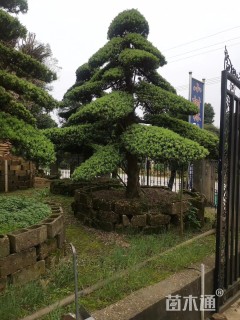 造型罗汉松