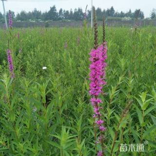 千屈菜