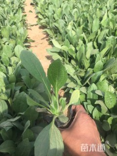 高度15厘米黑心菊