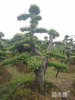 造型榔榆