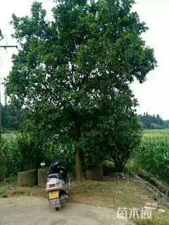 20公分柚子树