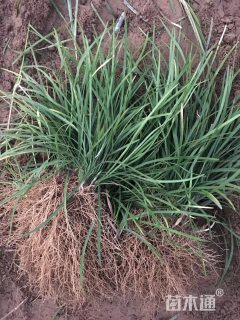 高度25厘米麦冬