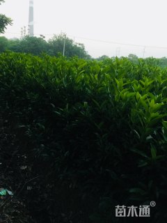 高度150厘米青珊瑚