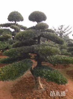 造型罗汉松