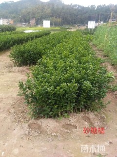 高度25厘米砂糖桔