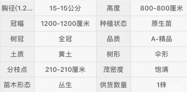 15公分松树