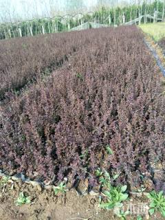 高度35厘米红叶小檗小苗