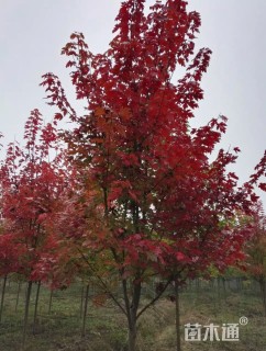 15公分北美红枫