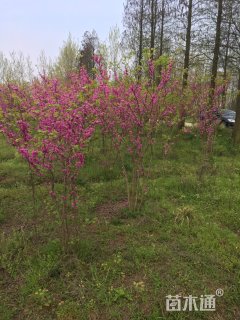 高度120厘米紫荆