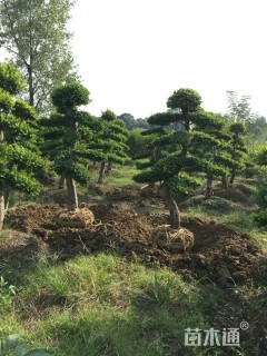 300厘米造型榆树