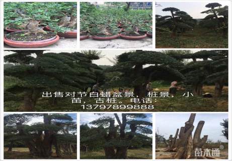 20公分造型对节白蜡