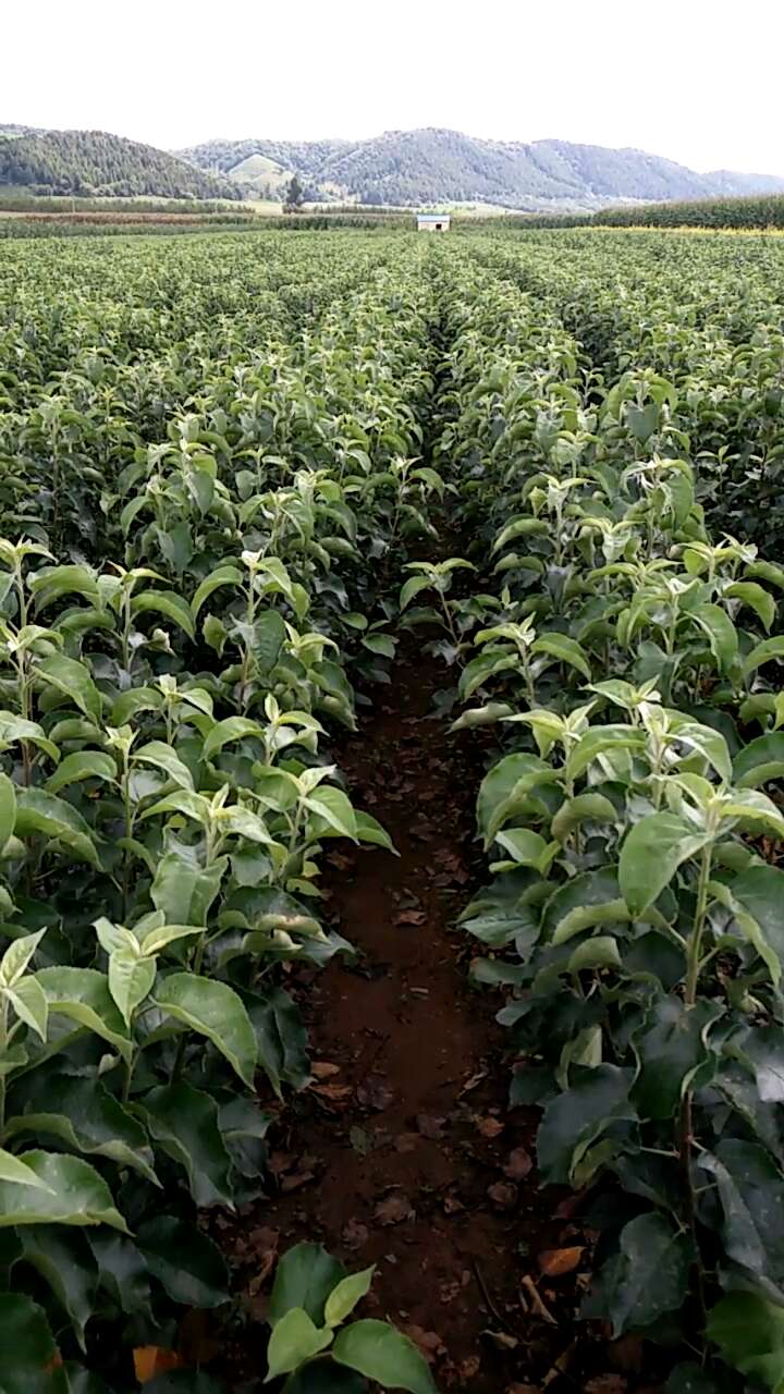 高度70厘米矮化寒富苹果