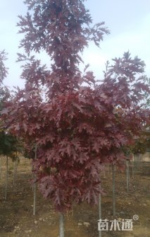 1公分北美红栎