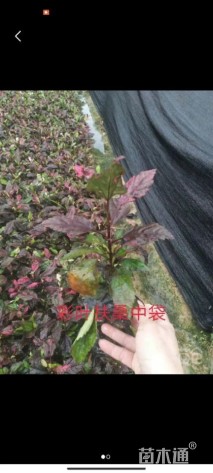 高度20厘米彩叶扶桑