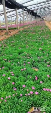 高度160厘米连翘