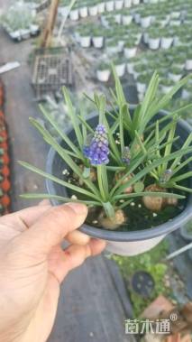 高度10厘米葡萄风信子