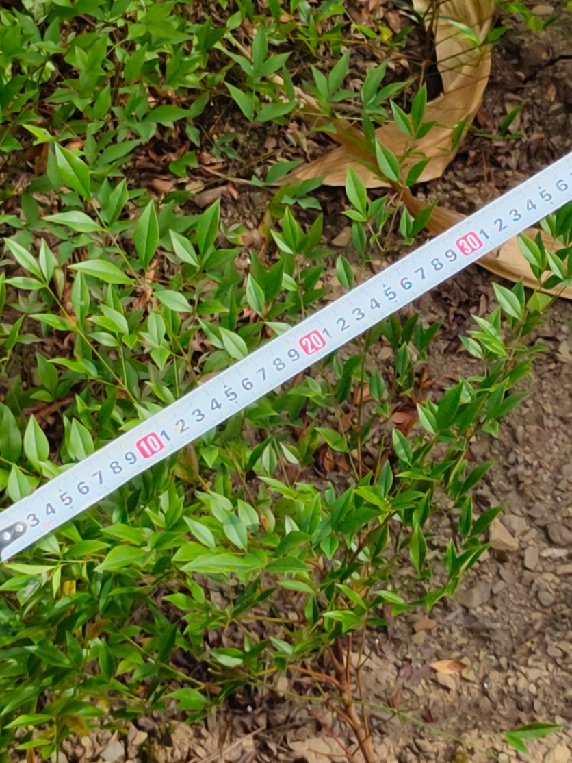 高度30厘米南天竹小苗