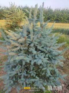 高度150厘米美国蓝杉