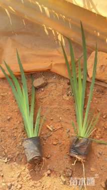 高度25厘米鸢尾