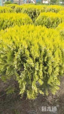 冠幅100厘米洒金柏球