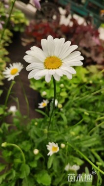 高度20厘米大滨菊