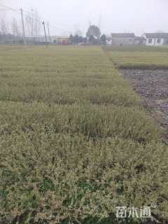 高度40厘米银姬小蜡