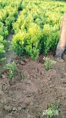 高度40厘米小叶黄杨