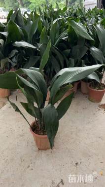 高度30厘米一叶兰小红盆