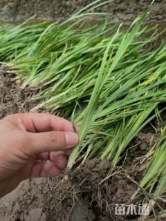 高度30厘米白花马蔺