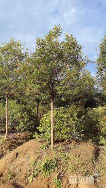 9公分高杆红叶石楠