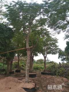25公分凤凰木