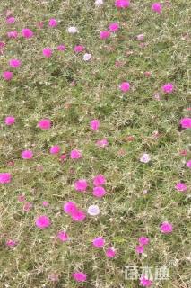 高度10厘米太阳花