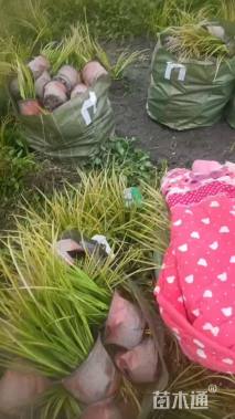 高度25厘米金叶菖蒲