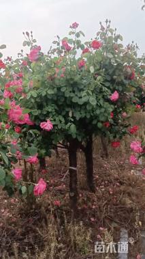 高度80厘米月季