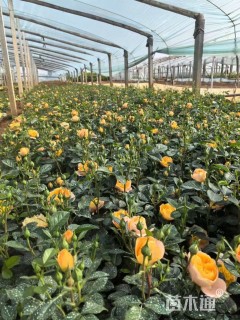 高度20厘米月季