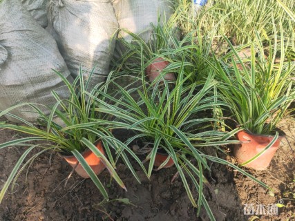 高度20厘米金边阔叶麦冬