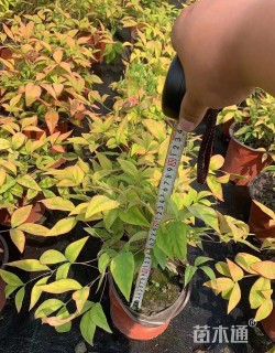 高度15厘米火焰南天竹