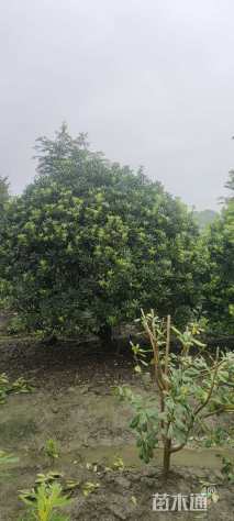 冠幅250厘米海桐球