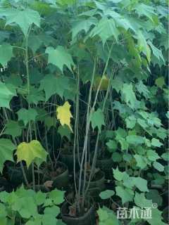 高度120厘米木芙蓉