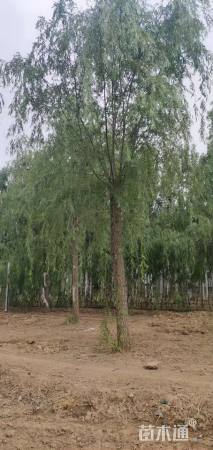 18公分西湖垂柳