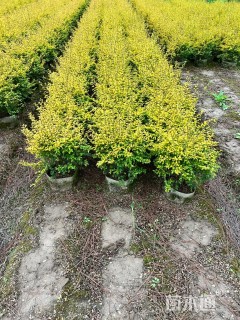 地栽苗亮晶女贞小苗