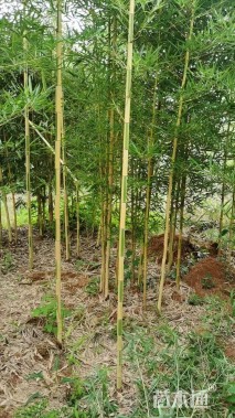 3公分竹子